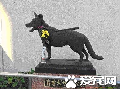 三腳導盲犬為救主人失去一條腿 卻依舊渴望工作
