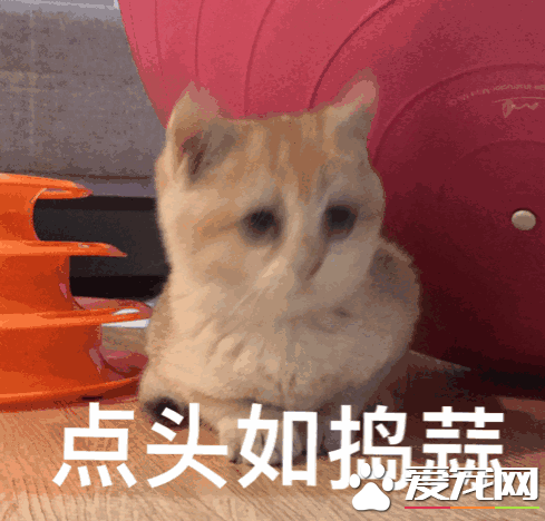 養寵人士 關于寵物肢體語言我們知道多少