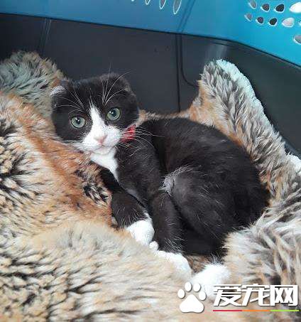 貓咪耳朵尾巴被割掉 在志工幫助下找到超適合的貓奴