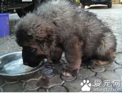 俄羅斯的高加索犬，世界上最大的犬種之一