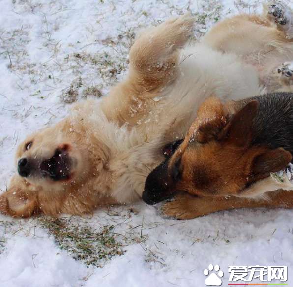 可愛友誼！加拿大兩只狗狗性格互補成為好朋友