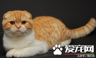 常見幾種寵物貓，你最PICK哪一種呢？
