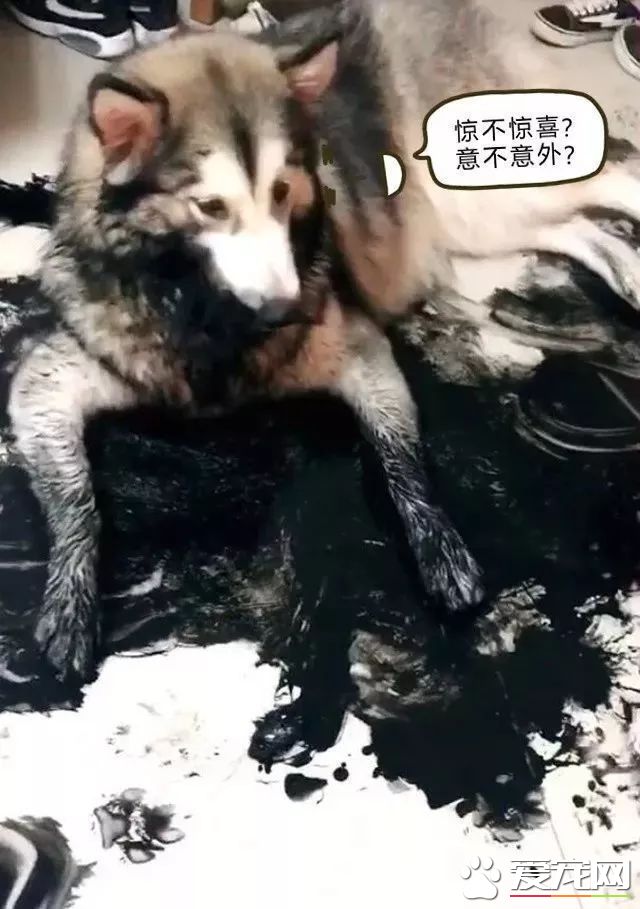 這只阿拉斯加火了，趁主人不在家用沾滿墨水的狗毛在地創作了一幅阿拉斯加大師