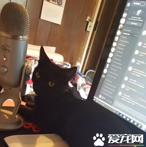 修繕員無功而返留下紙條 原來黑貓監工不準進門