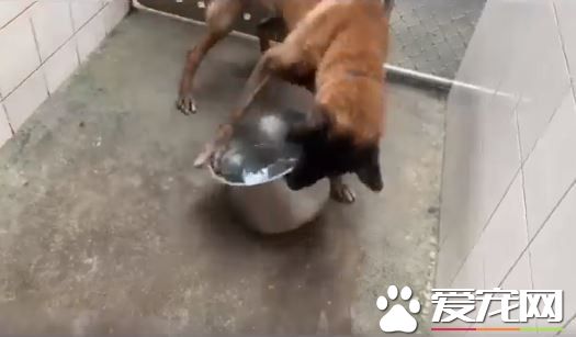 親人狼犬遭棄養在收容所 就算受傷仍然非常愛撒