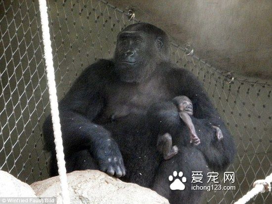 小猩猩不幸夭折 母猩猩死守一周試圖喚醒
