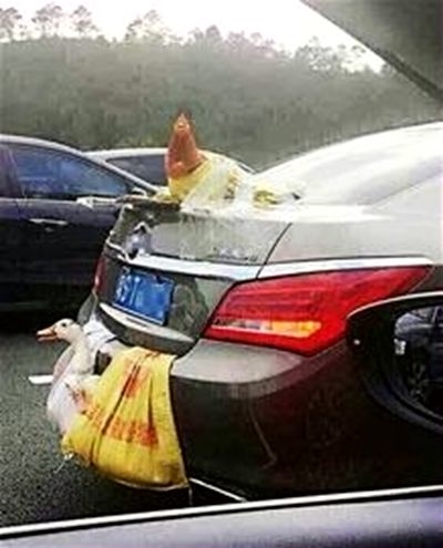 轎車外掛雞鴨跑高速 求雞鴨的心理陰影面積