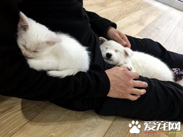 狗狗想找伴 遇見命中注定的好朋友
