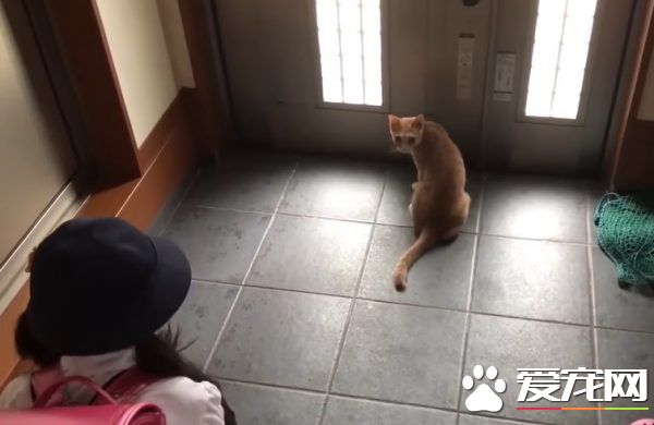 貓咪也愛出去玩 主人出門上課必須過貓咪的阻擋關卡