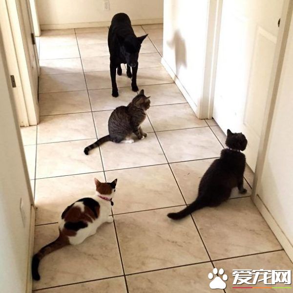 多寵家庭是怎樣的光景？一起看看他們的熱鬧生活