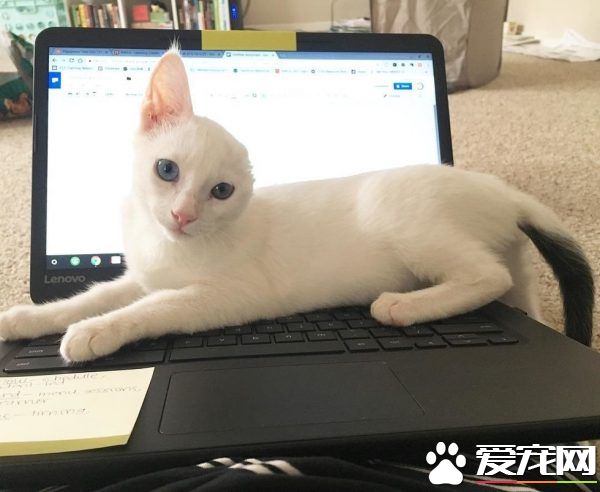 患病小貓耳朵被線絞斷 好心貓奴的照顧下蛻變成美貓