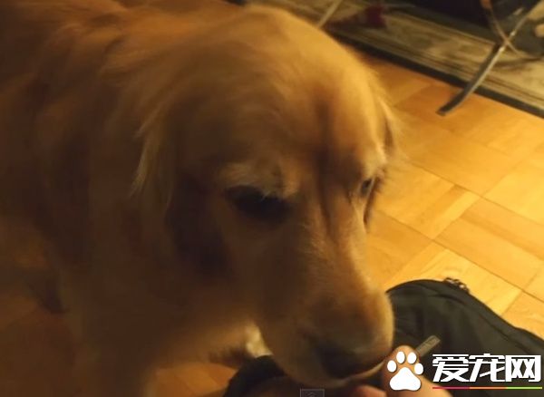 超現實黃金獵犬 主人回家熱情迎接后要拿禮物