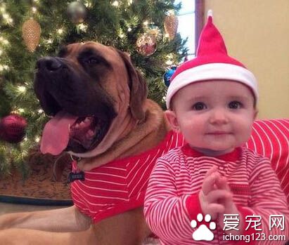 義犬救主人幼女生命后患病 收到全球祝福捐款