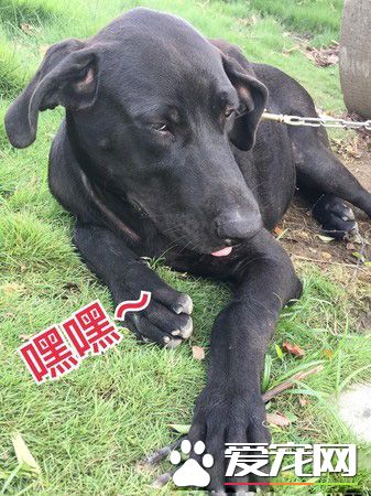 高山犬叼大魚上岸想幫自己加菜 可愛模樣笑翻網友