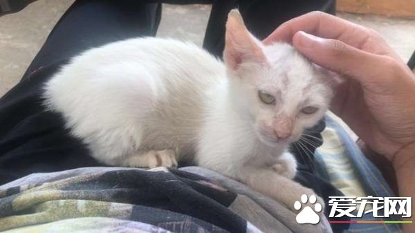 小貓擅躺人家肚子上睡得超香 醒來就擁有一個家了