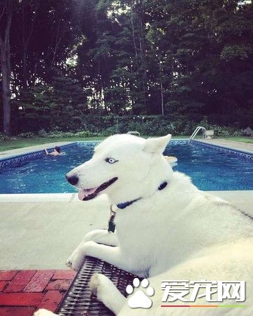 排上安樂死名單的哈士奇 被獲救后變身美麗天鵝