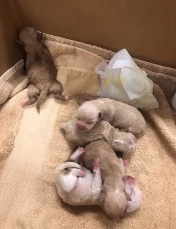 7只剛出生的小狗被丟垃圾桶 32℃曝曬險死！狠女遺棄畫面曝光