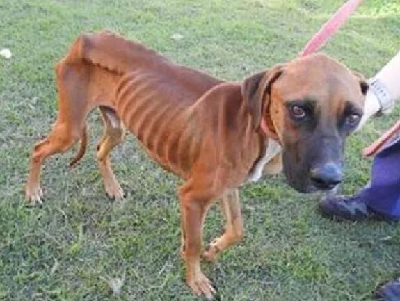 可憐汪慘遭虐待只剩一身骷髏 被RSPCA解救后成美麗汪