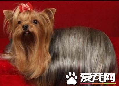 長不大的寵物狗