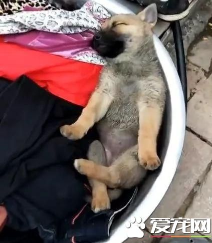 主人洗衣服小狗躺進去避暑，盤著腿睡的肆無忌憚，網友：一起洗了