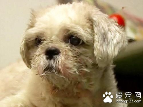 狗狗突然對著顧客狂吠 并幫助老板逃過一劫