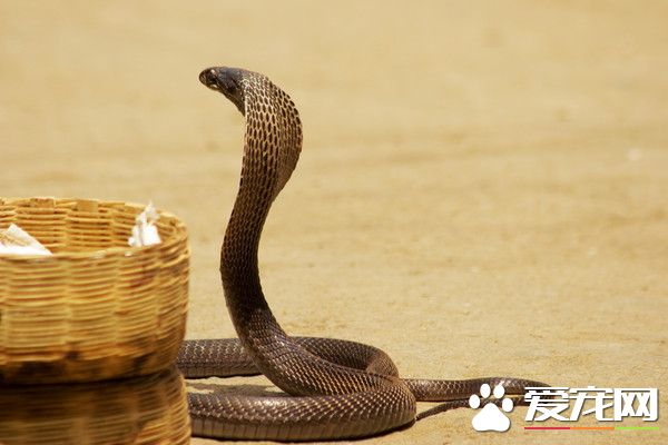 放生求福報 中國男子在越南放十袋毒蛇