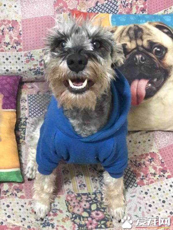 汪被新主人收編重展笑顏 習慣吃飯留一半不敢吃完