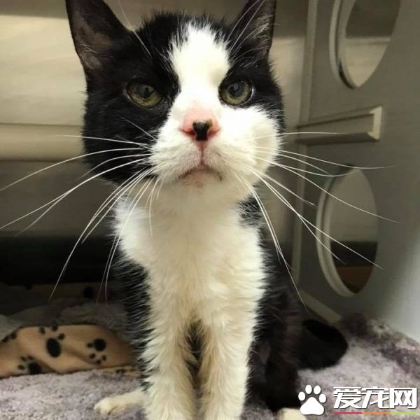 20歲黑白貓因失明腎衰亂尿尿 被送收容所棄養