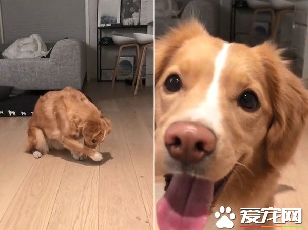 挪威汪汪想吃食物 一系列可愛動作萌化主人