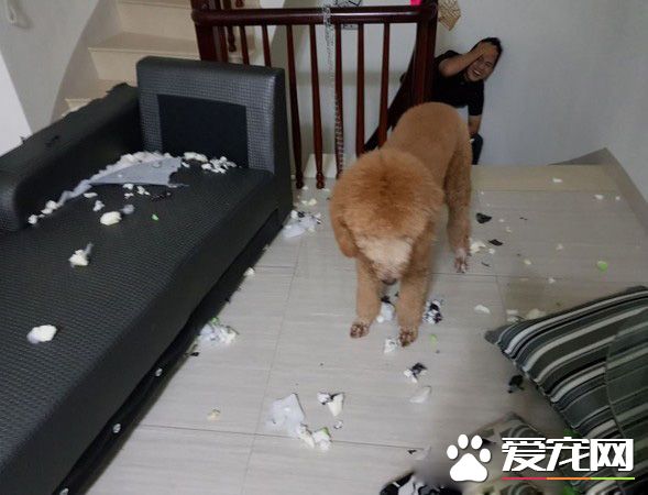冬蟲你在哪! 身高150cm的標準貴賓霸氣現身