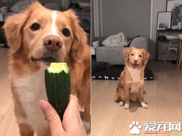 挪威汪汪想吃食物 一系列可愛動作萌化主人
