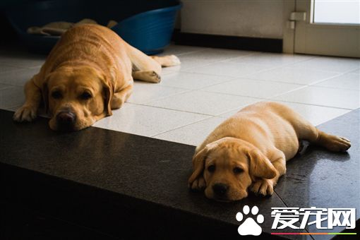 有樣學樣 狗孩子完美模仿狗爸媽呆萌樣子