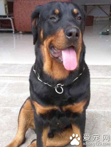 1.5萬元羅威納犬被偷走 小偷買豬肉喂它
