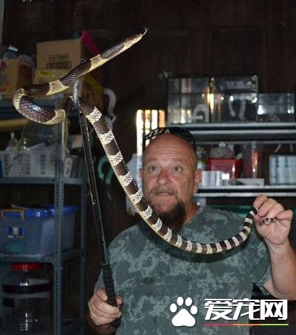 裝飾圣誕樹 卻發現有毒蛇在圣誕樹上