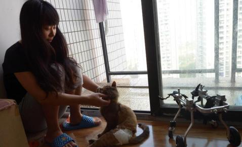 重慶美女為殘疾貓打造專屬輪椅 讓其享受風馳電掣般的生活