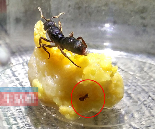 國內最大的螞蟻——紅足穴猛蟻 網上竟有人當寵物賣