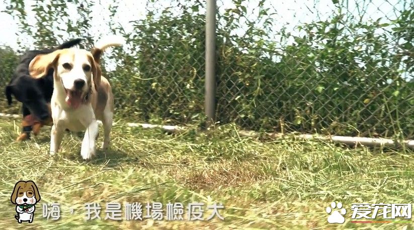 可愛檢疫犬超認真執勤 很多旅客想要一起拍照