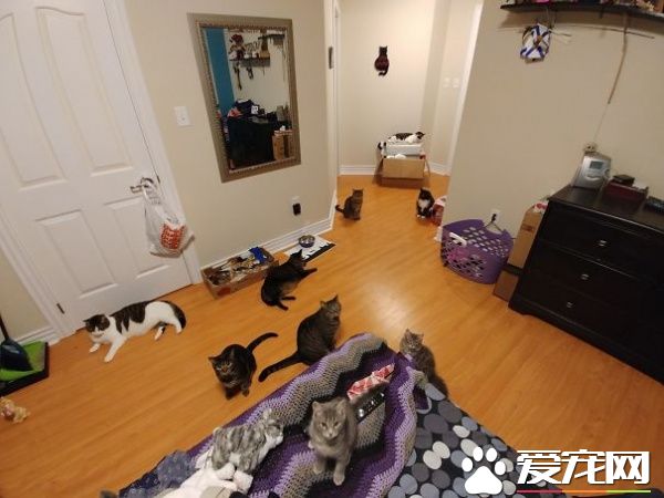 多寵家庭是怎樣的光景？一起看看他們的熱鬧生活