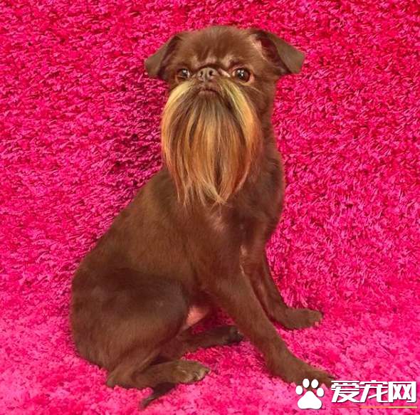 被稱為老公公狗的堅果 長胡子卻成為它受歡迎的標志
