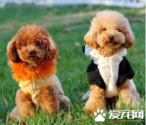 長不大的寵物狗