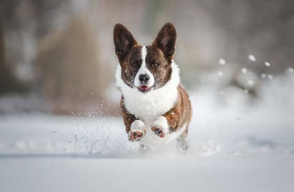 柯基犬食譜