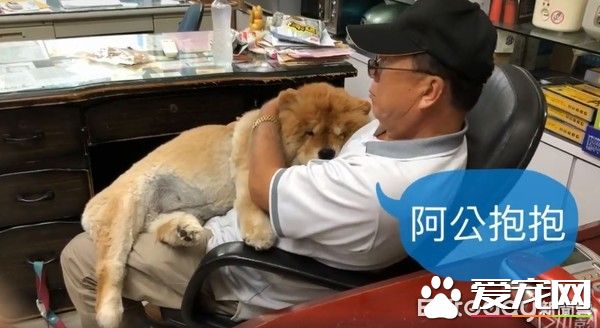 九歲松獅犬因病得福 深得阿公寵愛