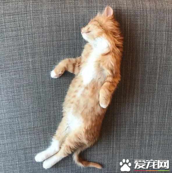 橘貓擁有超美膨尾 走路尾巴跟著搖曳生姿超霸氣