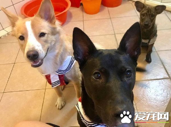 汪們厭倦陪蹲廁所 如今飼主獨自享受寂寞的滋味