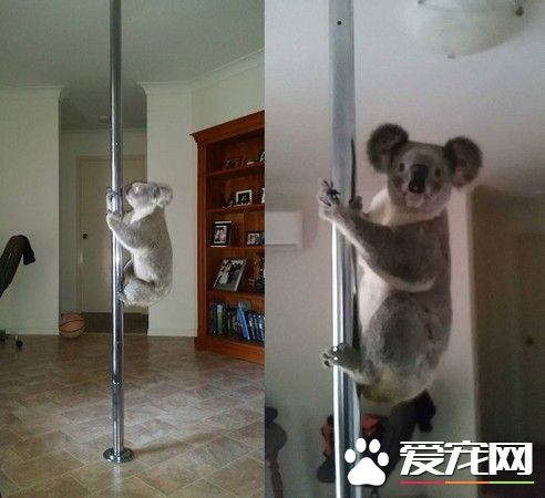 無尾熊私闖民宅大秀鋼管舞 超萌模樣讓屋主終生難忘