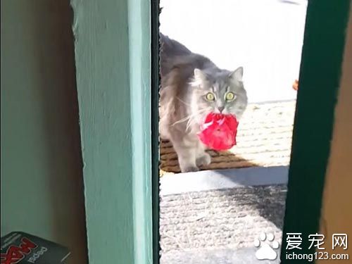 貓奴一開門超驚喜 貓咪叼著禮物走進來