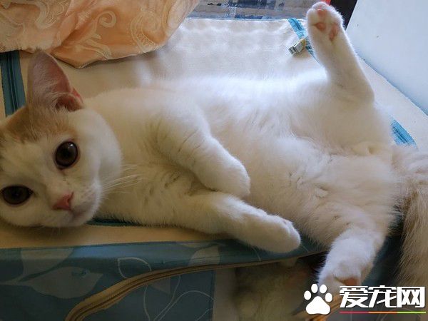 聽睡覺立刻窩大腿縫隙塞好 抬頭超溫柔眼神說晚安