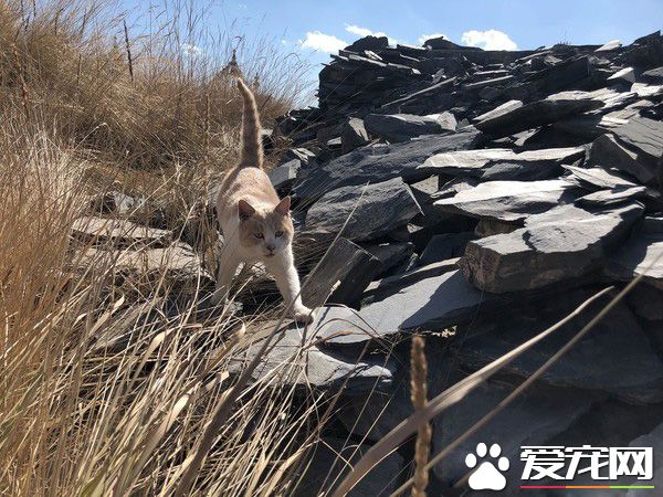 要是再不走一定走不了 旅途偶遇親人貓咪不舍離開