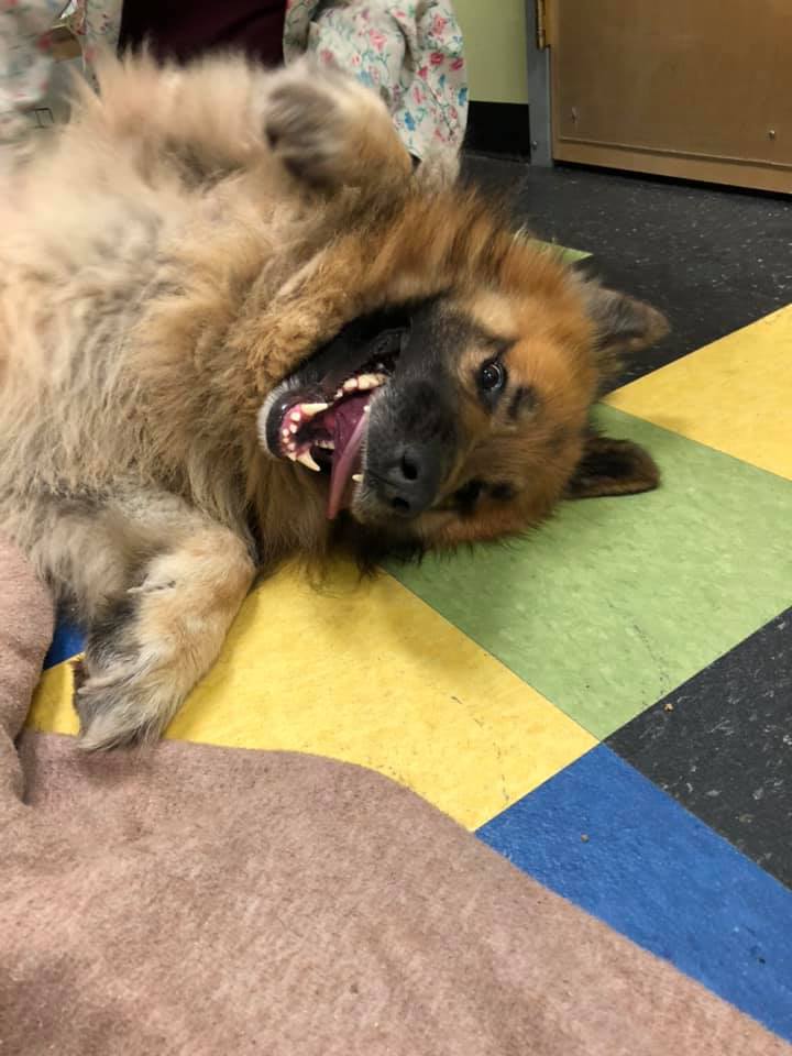 5歲國王牧羊犬逃家玩失蹤 八個月后在175英里處被發現
