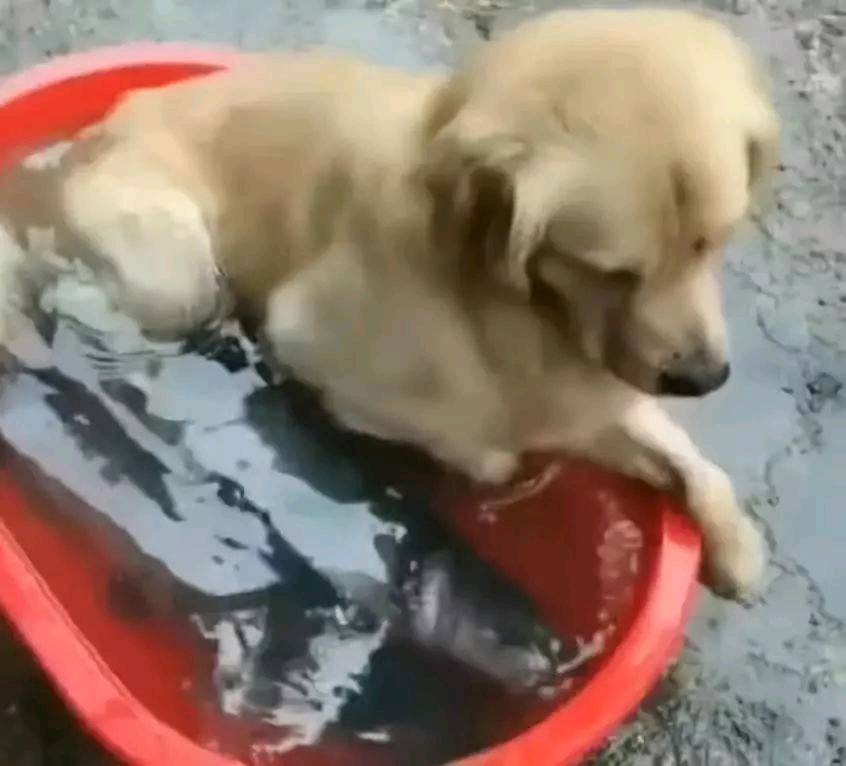 小心 伸進魚盆里的狗腿子可能比貓爪更危險
